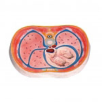 胸腔橫斷模型