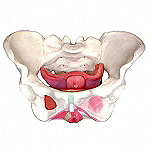 女性骨盆附盆底肌模型