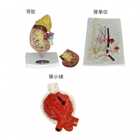 腎臟、腎單位、腎小球放大模型