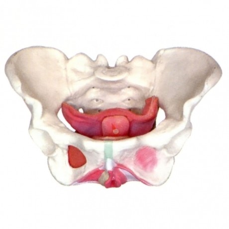女性骨盆附盆底肌模型