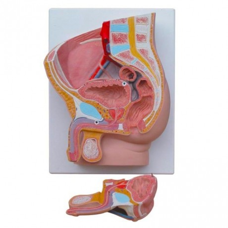 男性盆腔正中矢狀切面模型（2件）