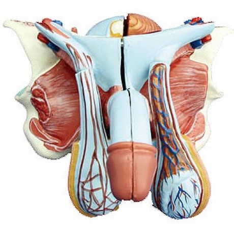 高級男性內外生殖器模型 