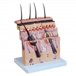 皮膚層次切面放大模型
