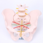 骨盆測量示教模型